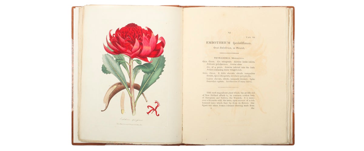 A Specimen of the Botany of New Holland… The figures