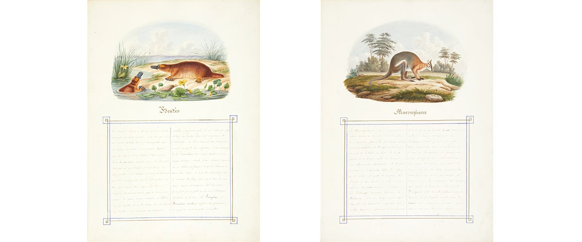 Natural History albums, entititled "Histoire naturelle. Zoologie", and "Histoire naturelle
