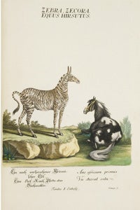 Représentations des animaux...(1768)