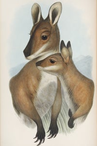 John Gould & John Gilbert: collecting Australian kangaroos and other mammals