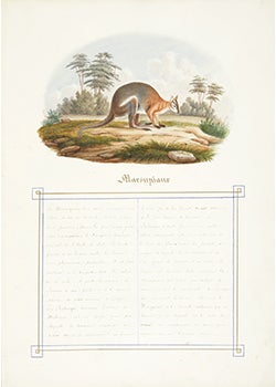 Natural history & rare manuscripts