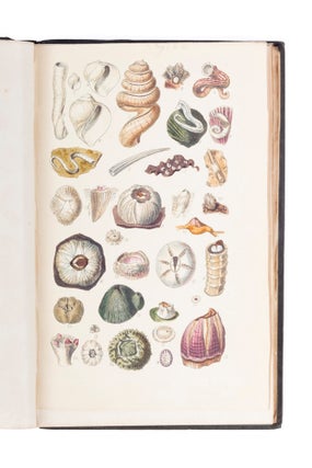 Item #2903158 A Conchological Manual…. George Brettingham SOWERBY, junior