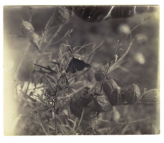 Item #4001593 Albumen photograph of a butterfly, Hawkesbury River. HAWKESBURY RIVER