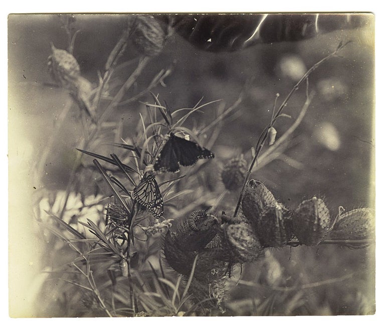 Item #4001593 Albumen photograph of a butterfly, Hawkesbury River. HAWKESBURY RIVER.