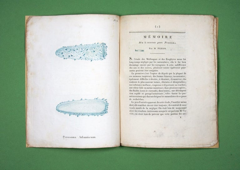 Item #4006841 Mémoire sur le nouveau genre Pyrosoma. François PERON.