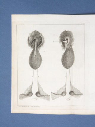 An Account of the Dissection of an Hermaphrodite Dog. To Which Are Prefixed, Some Observations on Hermaphrodites in General.