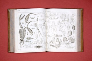 Encyclopédie méthodique. Histoire naturelle: Insectes.