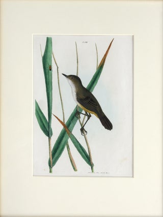 Item #4111695 Reed Warbler. John William LEWIN