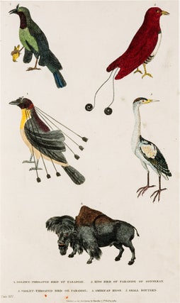 A New Dictionary of Natural History; or, Compleat Universal Display or Animated Nature. With Accurate Representations of the Most Curious and Beautiful Animals, Elegantly Coloured.