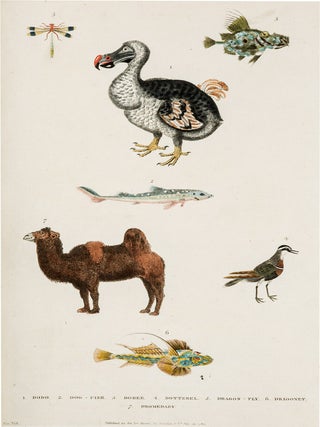 A New Dictionary of Natural History; or, Compleat Universal Display or Animated Nature. With Accurate Representations of the Most Curious and Beautiful Animals, Elegantly Coloured.