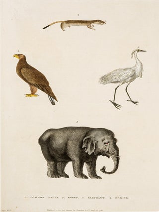 A New Dictionary of Natural History; or, Compleat Universal Display or Animated Nature. With Accurate Representations of the Most Curious and Beautiful Animals, Elegantly Coloured.