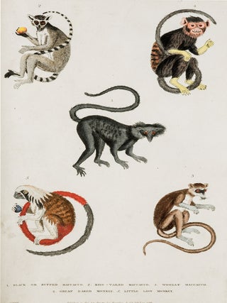 A New Dictionary of Natural History; or, Compleat Universal Display or Animated Nature. With Accurate Representations of the Most Curious and Beautiful Animals, Elegantly Coloured.