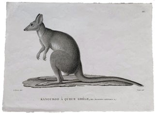 Item #4505062 "Kanguroo à queue grèle, Mâle: (Kangurus lepturus. N.)." Proof engraving (before...
