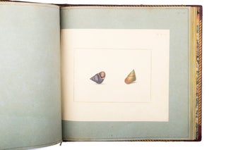 The Universal Conchologist, exhibiting the figure of every known shell, accurately drawn and painted after nature…