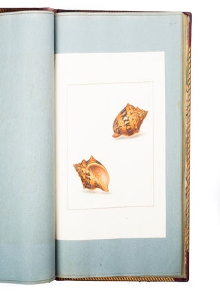 The Universal Conchologist, exhibiting the figure of every known shell, accurately drawn and painted after nature…