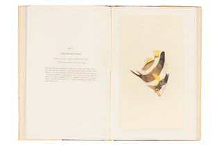Forty Drawings of Fishes, made by the Artists who accompanied Captain James Cook on his three Voyages to the Pacific, 1768-71, 1772-5, 1776-80, some being used by Authors in the Description of New Species.