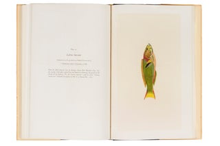 Forty Drawings of Fishes, made by the Artists who accompanied Captain James Cook on his three Voyages to the Pacific, 1768-71, 1772-5, 1776-80, some being used by Authors in the Description of New Species.