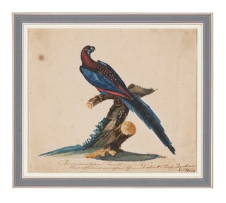 Item #5000731 Watercolour, captioned 'Pennantian Parrot, This Species is Often Found about Port...