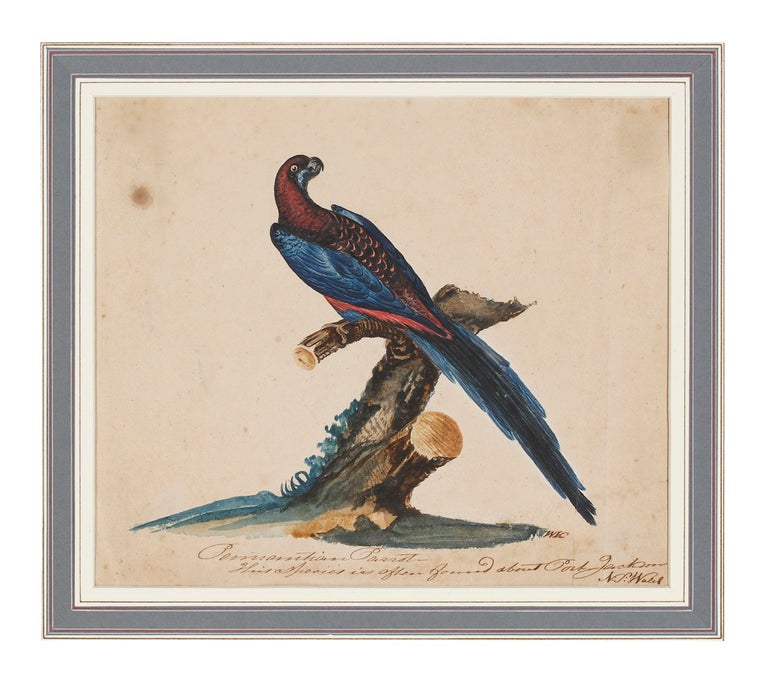 Item #5000731 Watercolour, captioned 'Pennantian Parrot, This Species is Often Found about Port Jackson N.S. Wales'. W. K., signed thus.