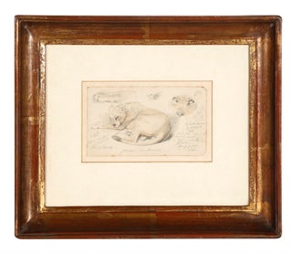 Item #5000823 "Jardin des Plantes": drawing of a lion. William STRUTT