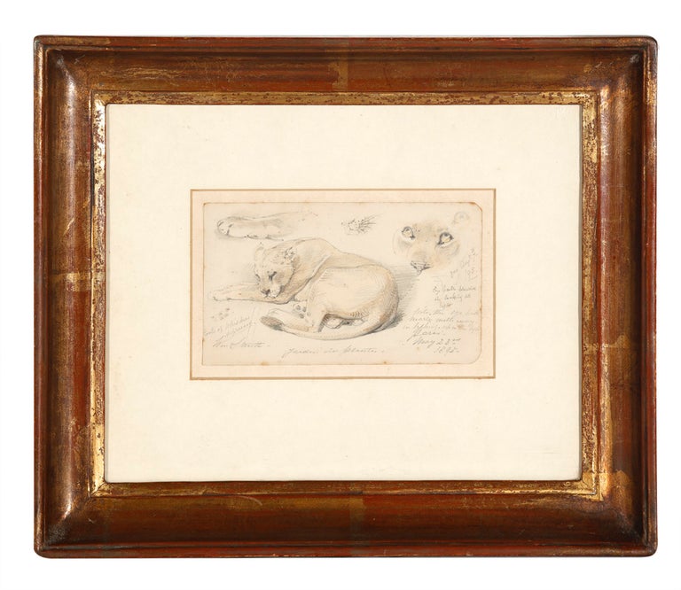 Item #5000823 "Jardin des Plantes": drawing of a lion. William STRUTT.
