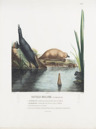 Voyage de D&eacute;couvertes aux Terres Australes&hellip; sur les corvettes Le G&eacute;ographe, Le Naturaliste, et la go&eacute;lette Le Casuarina, pendant les ann&eacute;es 1800, 1801, 1802, 1803 et 1804. [with] Voyage de D&eacute;couvertes aux Terres Australes&hellip;. Navigation et G&eacute;ographie.
